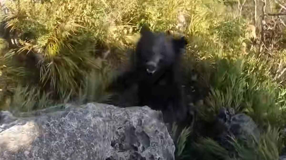 Niedźwiedź zaatakował wspinacza