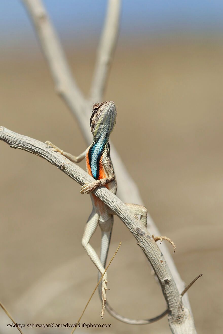 Aditya Kshirsagar/Comedy Wildlife Photography Awards