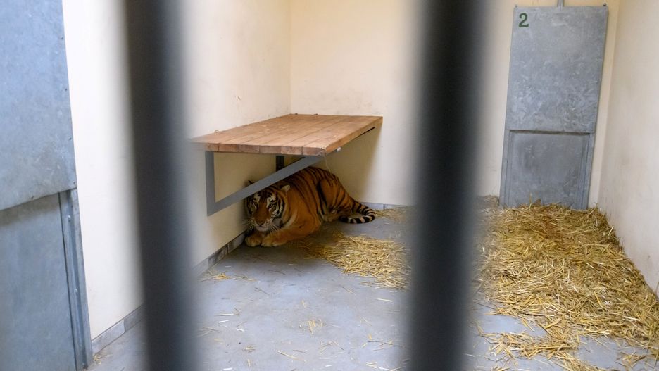 Tygrysy trafiły do poznańskiego ogrodu zoologicznego.