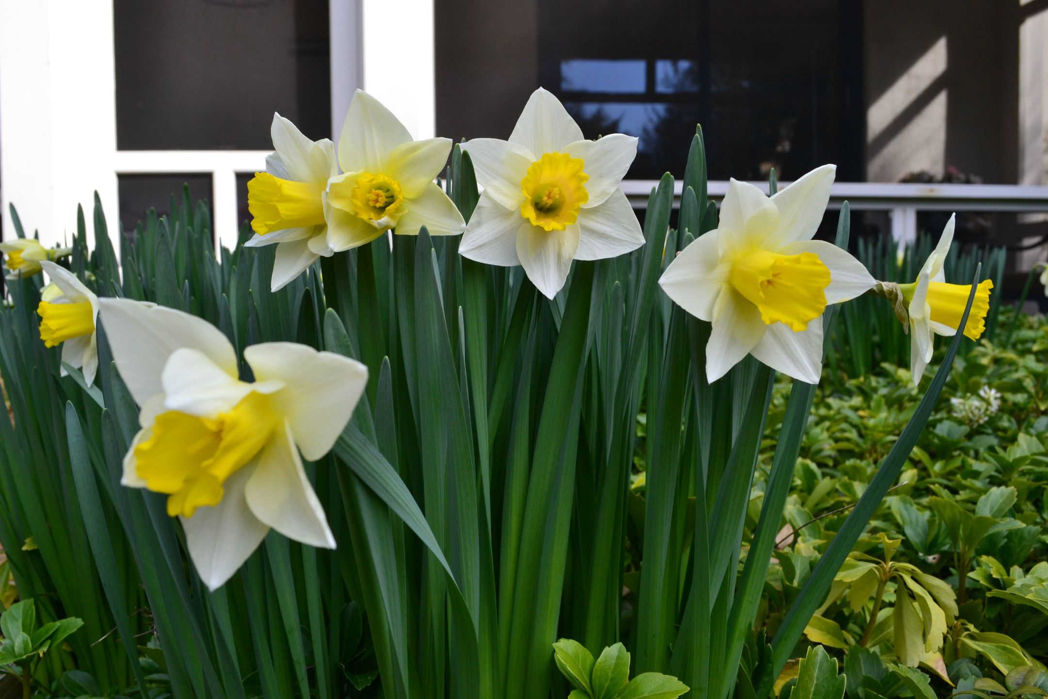 OnePlus One czy lustrzanka? Zobacz zdjęcia porównawcze 7