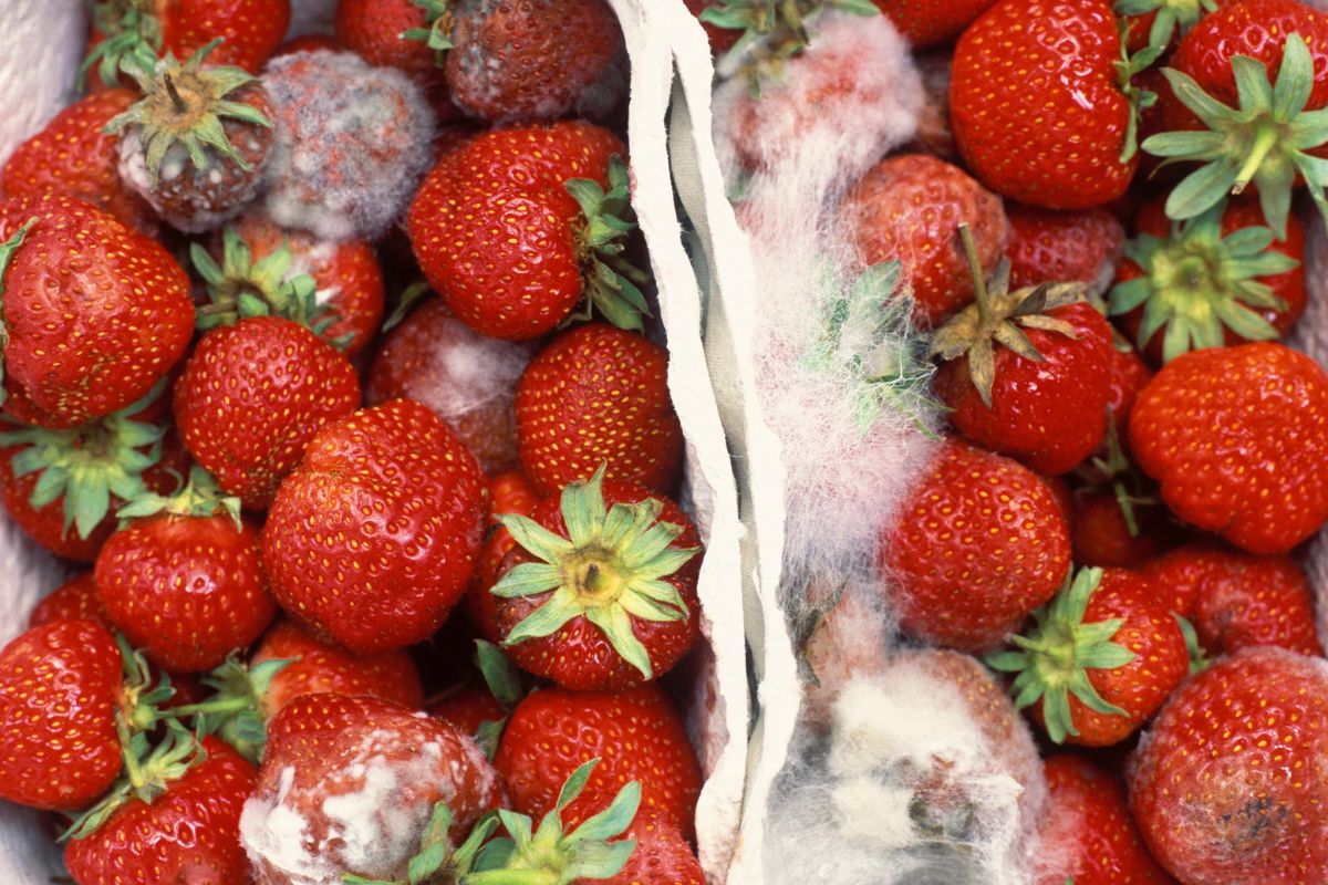 Spleśniałe truskawki mogą zawierać groźne mykotoksyny