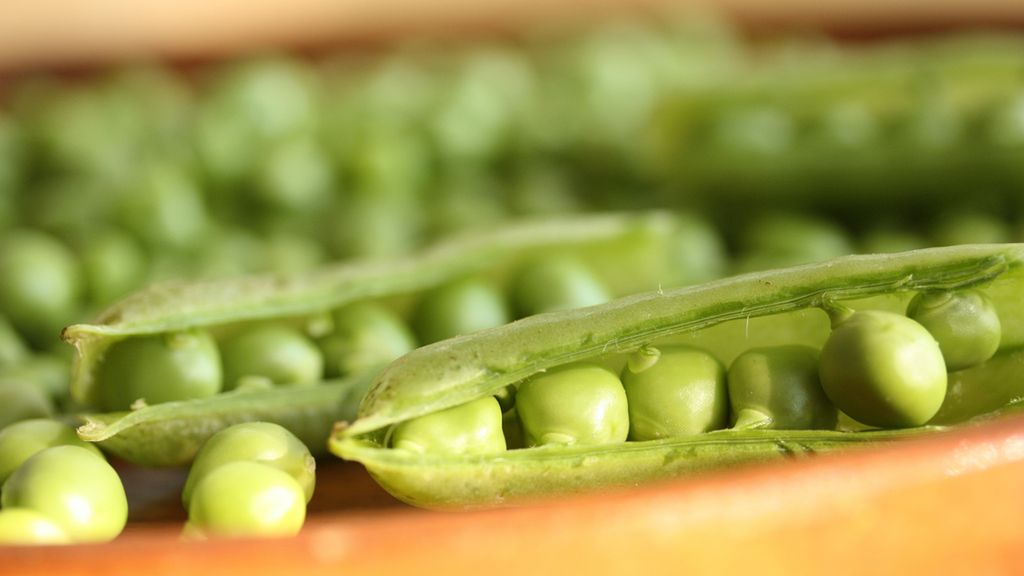 Gotowany zielony groszek w jadalnych strąkach bez dodatku soli, odsączony