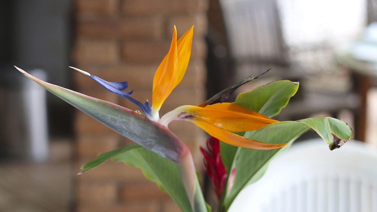 Kwiaty tej rośliny przypominają rajskie ptaki.