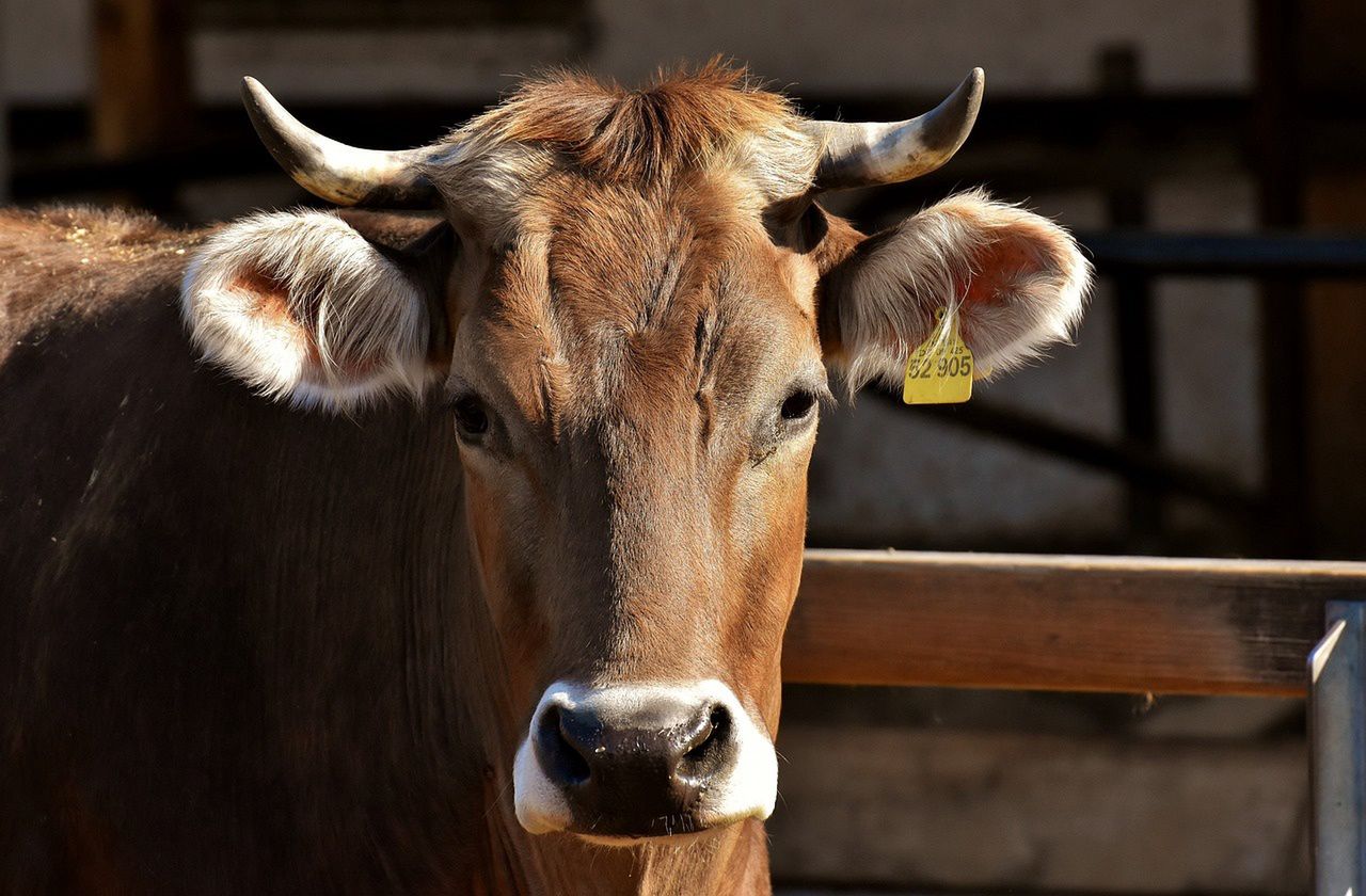 Aggressive cow injures two on Spain's Camino de Santiago trail