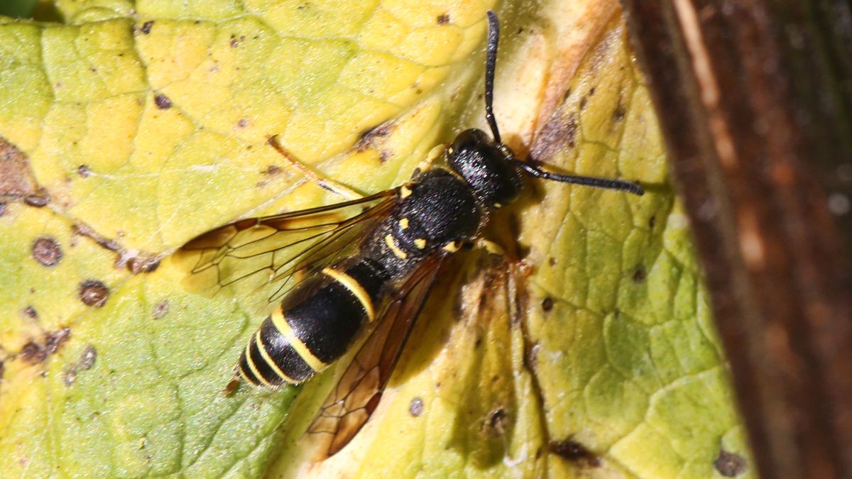 A Mason wasp (Ancistrocerus antilope) is on a leaf in Markham, Ontario, Canada, on October 12, 2024. (Photo by Creative Touch Imaging Ltd./NurPhoto via Getty Images)