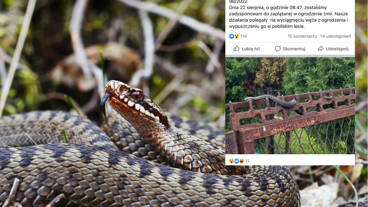 Strażacy dostali zgłoszenie o zaplątaniu żmii zygzakowatej w płot prywatnej posesji