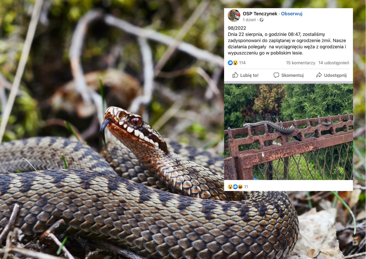 Żmija wplotła się w płot. Strażacy mieli nietypową interwencję