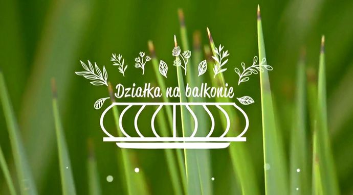 Działka na balkonie