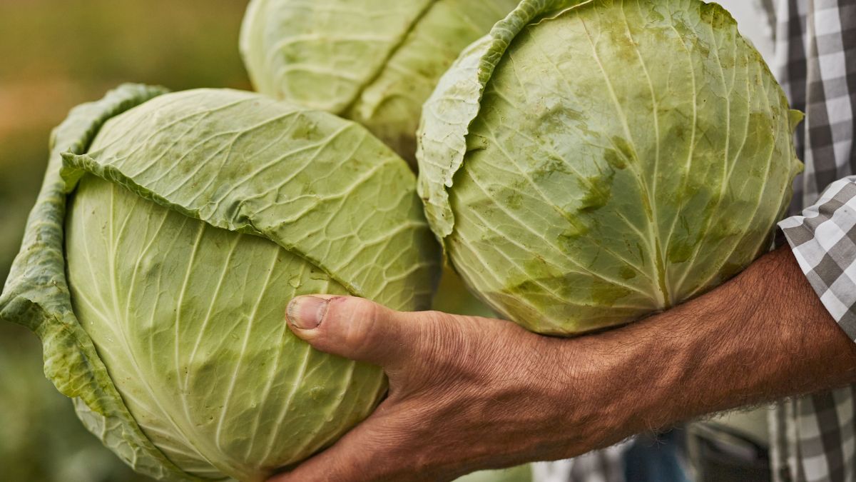 Zamiast szatkować, możesz ukisić kapustę w całości