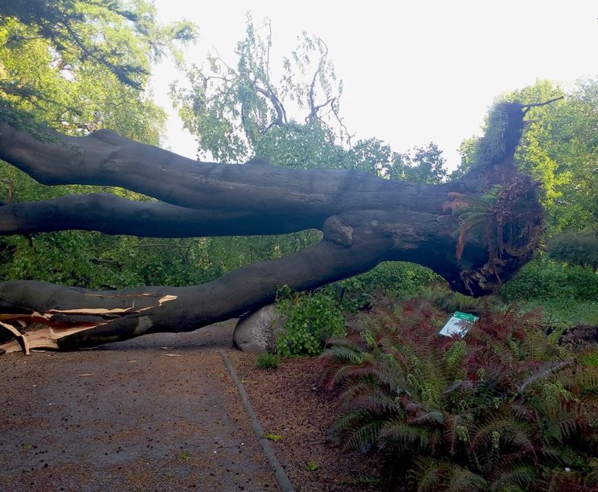 Warszawa. W Ogrodzie Botanicznym UW zawaliło się 200-letnie drzewo