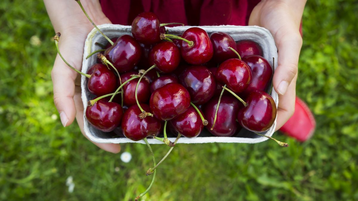 Jak pozbyć się robaków z czereśni?  