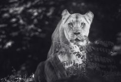 Nie żyje "królowa" wrocławskiego zoo