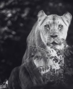 Nie żyje "królowa" wrocławskiego zoo