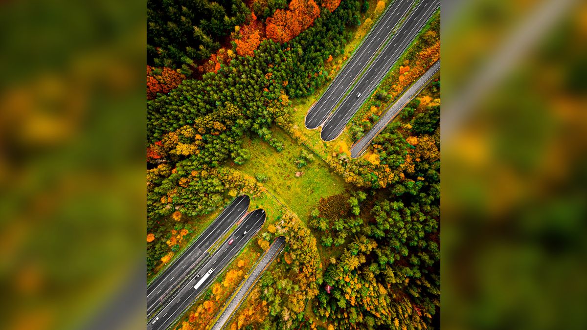 Wyjątkowy most w Holandii ponownie nabrał jesiennych barw 1