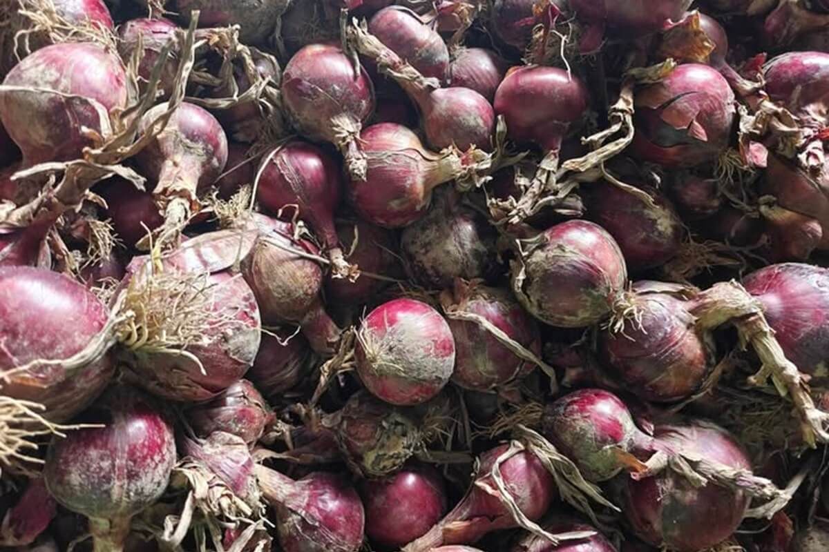 Cebula prosto z pola za grosze! Rolnik zaprasza na samozbiór i apeluje do mieszkańców