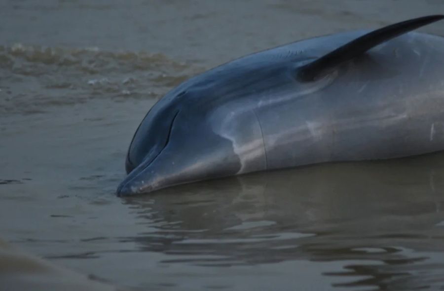 Delfiny masowo umierają w wodach amazonki