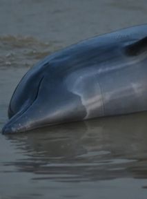100 martwych delfinów w tydzień. Co je zabija?