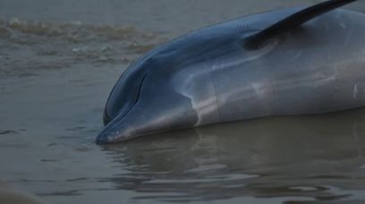 100 martwych delfinów w tydzień. Co je zabija?