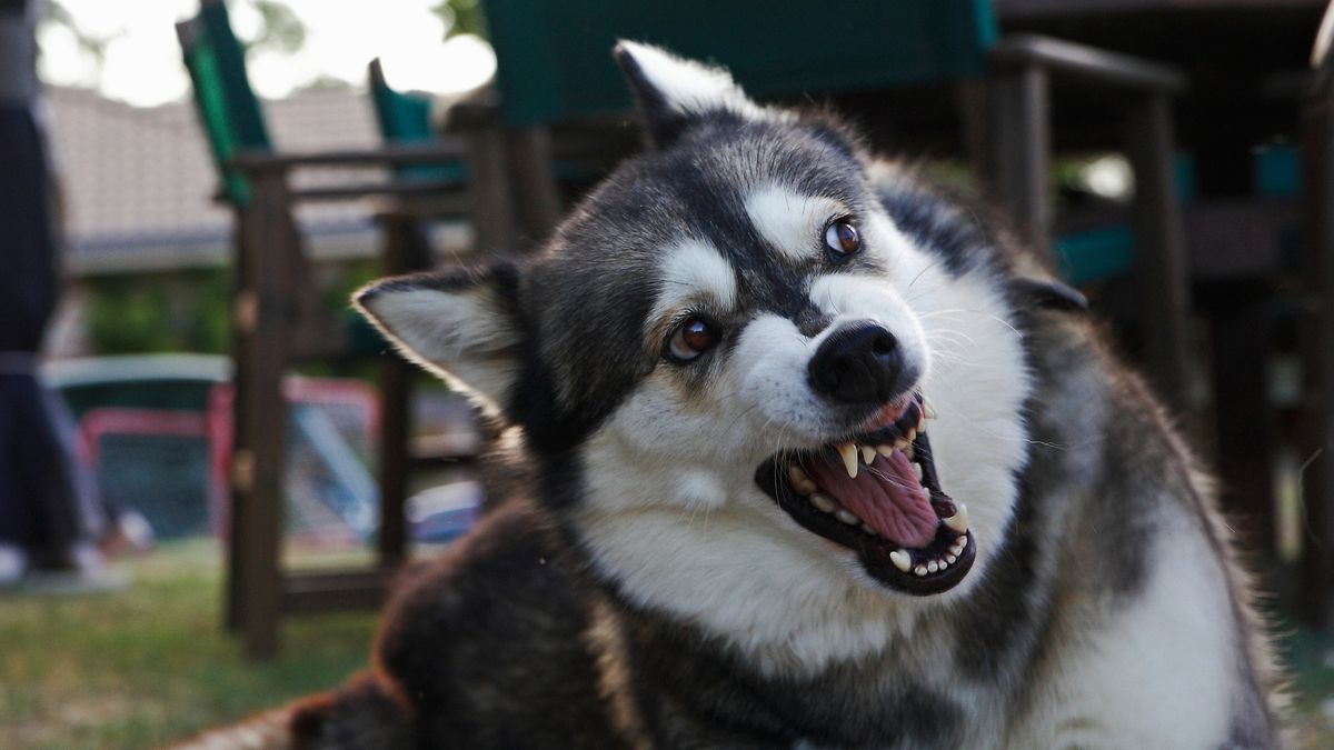 Szczepienie na wściekliznę