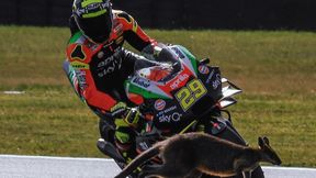 MotoGP: kangur wbiegł pod koła Andrei Iannone. Włoch ratował się przed wypadkiem (foto)