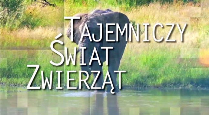 Tajemniczy świat zwierząt