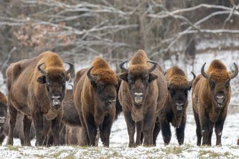 Fatalne wieści z Bieszczad. Osiem żubrów z nieuleczalną chorobą
