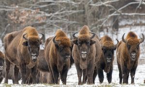 Fatalne wieści z Bieszczad. Osiem żubrów z nieuleczalną chorobą