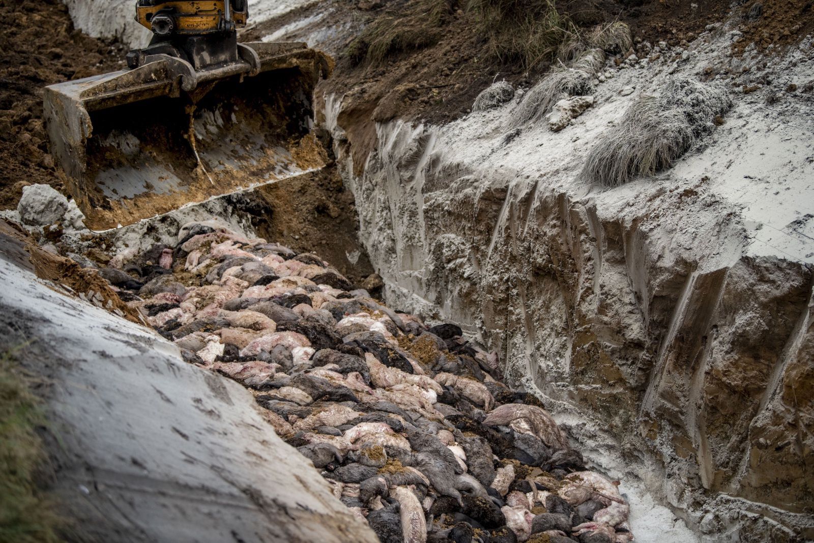 koronawirus covid-19 dania norki