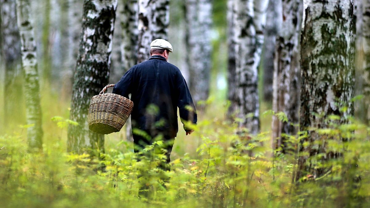 Straż Graniczna ma problem z grzybiarzami (zdjęcie ilustracyjne)