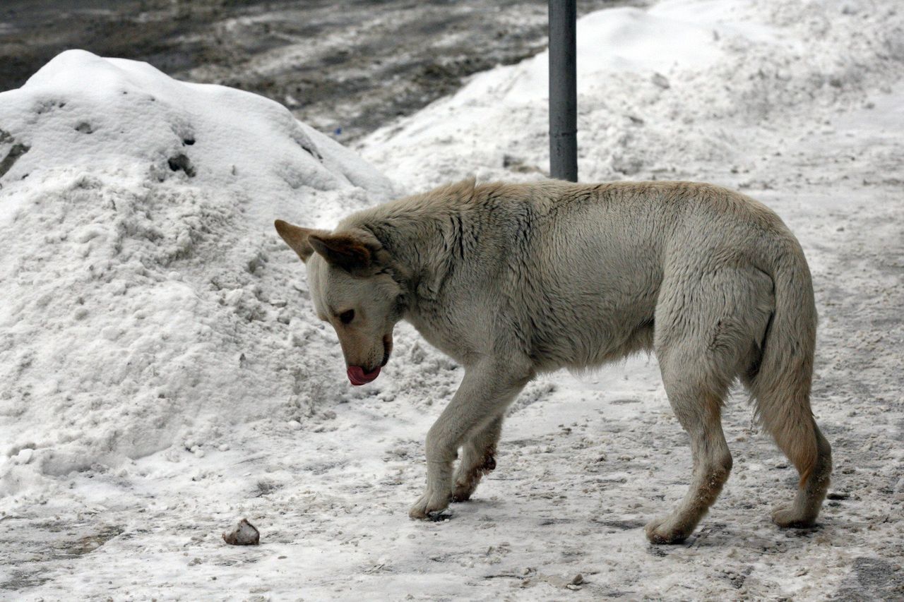 Grudziądz: W Mikołajki będzie można pomóc bezdomnym zwierzętom