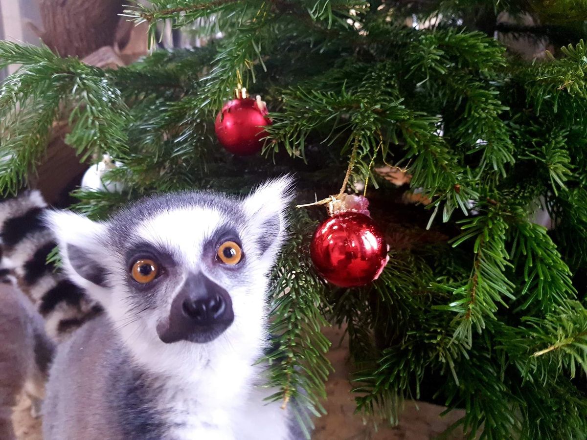 Warszawskie Zoo organizuje świąteczną zbiórkę