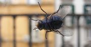 Spryskaj firanki i parapety. Muchy nawet się nie zbliżą