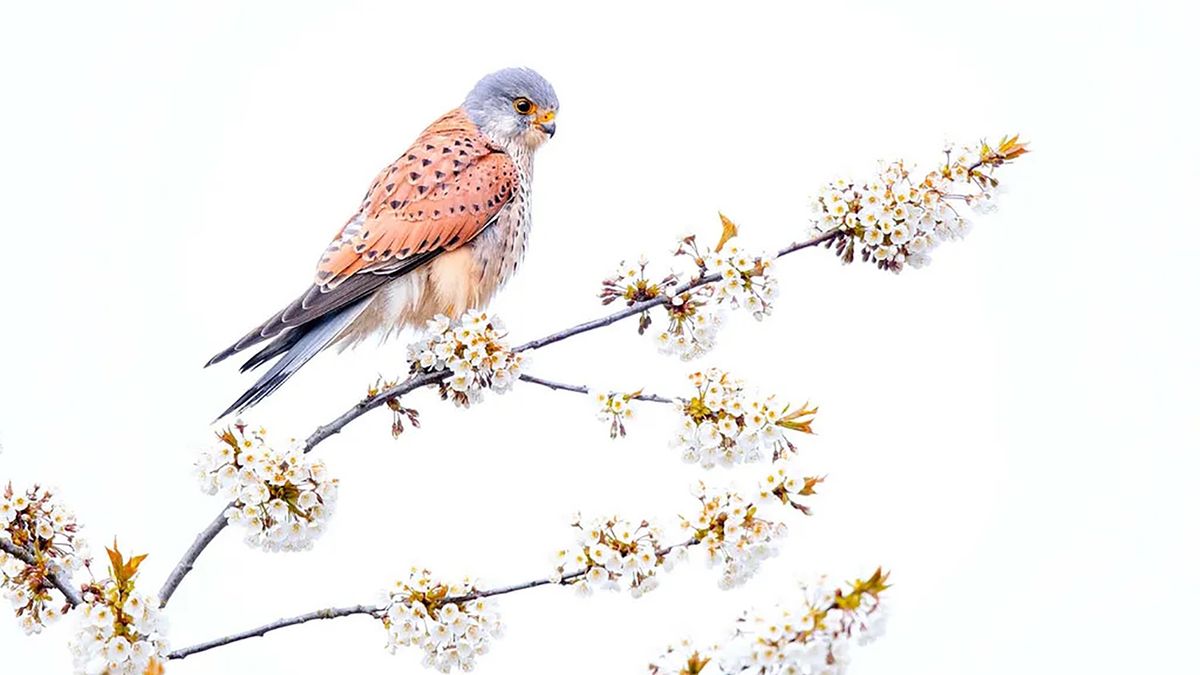 Wiosenne zdjęcie pustułki wygrało konkurs fotograficzny. Zwiastuje ciepłe dni 1