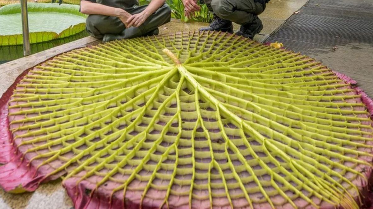 Rosły tam 177 lat. Dopiero teraz naukowcy odkryli prawdę