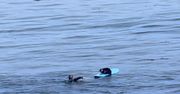 Surfująca wydra na Oceanie Spokojnym. To nagranie jest hitem