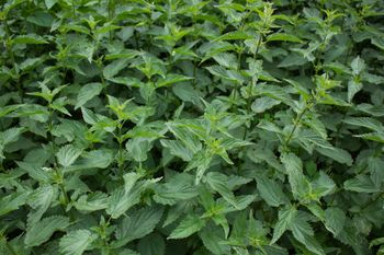 Rośnie dziko w Polsce. Bogata w witaminy i minerały