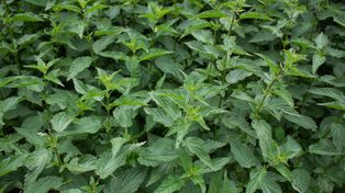 Rośnie dziko w Polsce. Bogata w witaminy i minerały