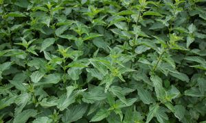 Rośnie dziko w Polsce. Bogata w witaminy i minerały