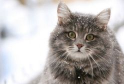 Bez naszej pomocy koty mogą nie przetrwać zimy [APELUJEMY]