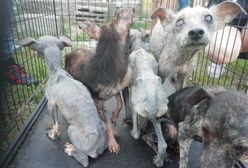 Prawie 40 wycieńczonych psów i zwłoki zwierząt w kartonie na posesji pod Garwolinem