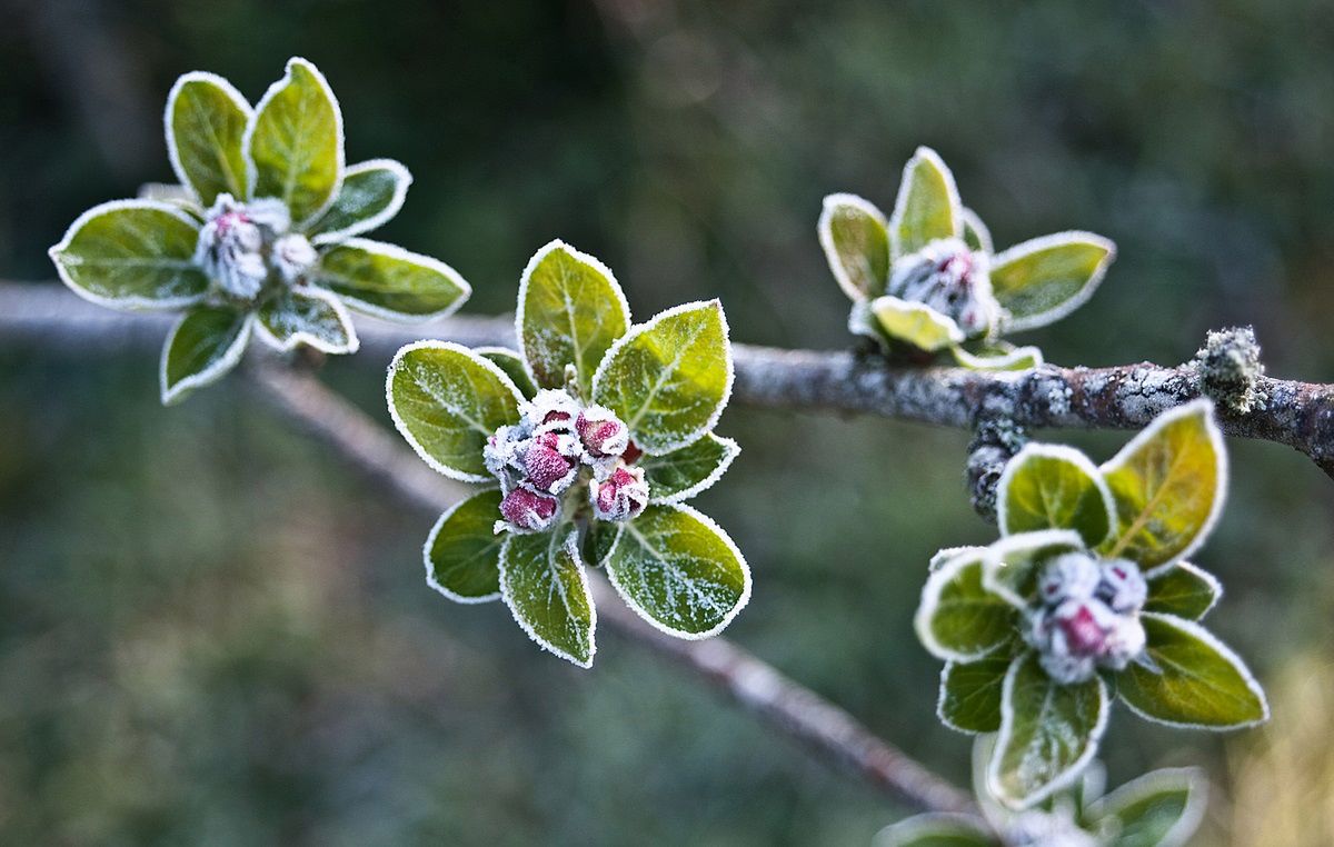 Trzej ogrodnicy i zimna Zośka wyznaczają koniec wiosennych przymrozków. Fot. Getty Images