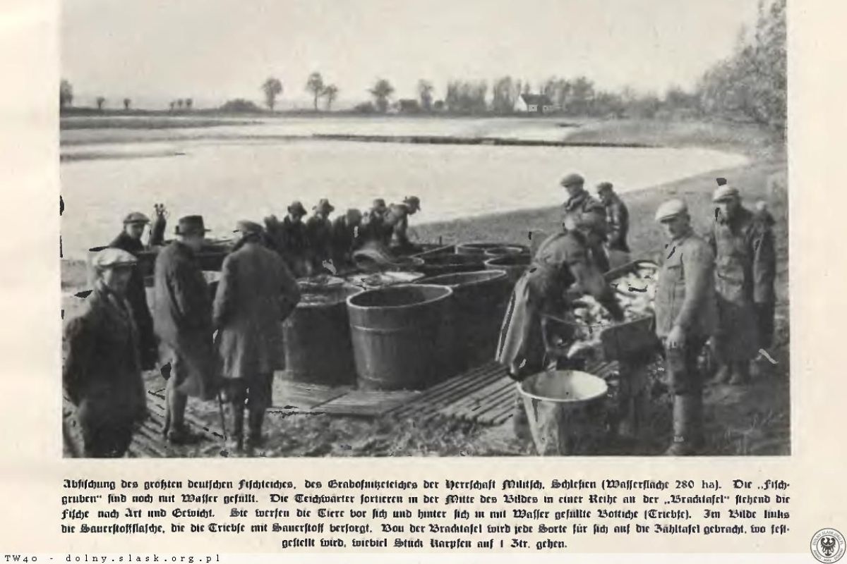 Połowy karpia na stawach milickich, 1934 r.