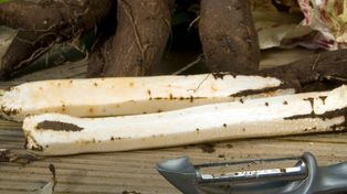 Dziś na próżno szukać go w sklepie. Nasze prababcie gotowały go częściej niż ziemniaki