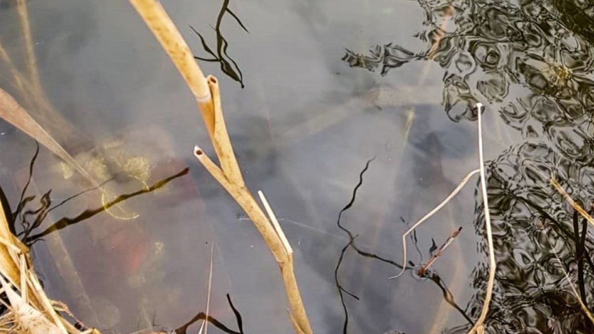 Sprawcy kradzieży postanowili wyrzucić część łupów do stawu