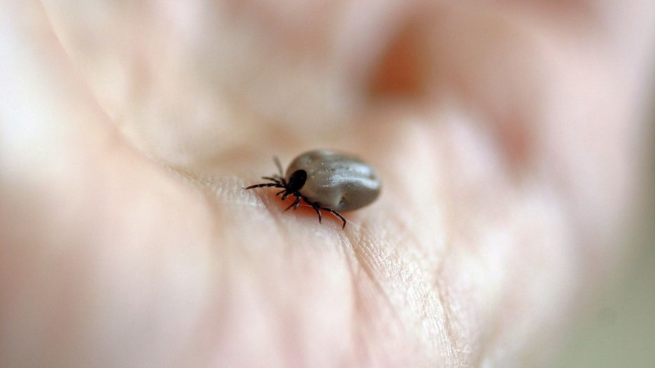 Kleszcze w październiku. Kiedy spodziewać się ataków kleszczy?