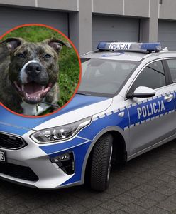 Pies rzucił się na policjanta. Właściciel poniesie konsekwencje