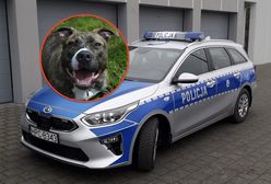 Pies rzucił się na policjanta. Właściciel poniesie konsekwencje