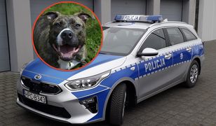 Pies rzucił się na policjanta. Właściciel poniesie konsekwencje
