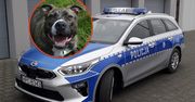 Pies rzucił się na policjanta. Właściciel poniesie konsekwencje
