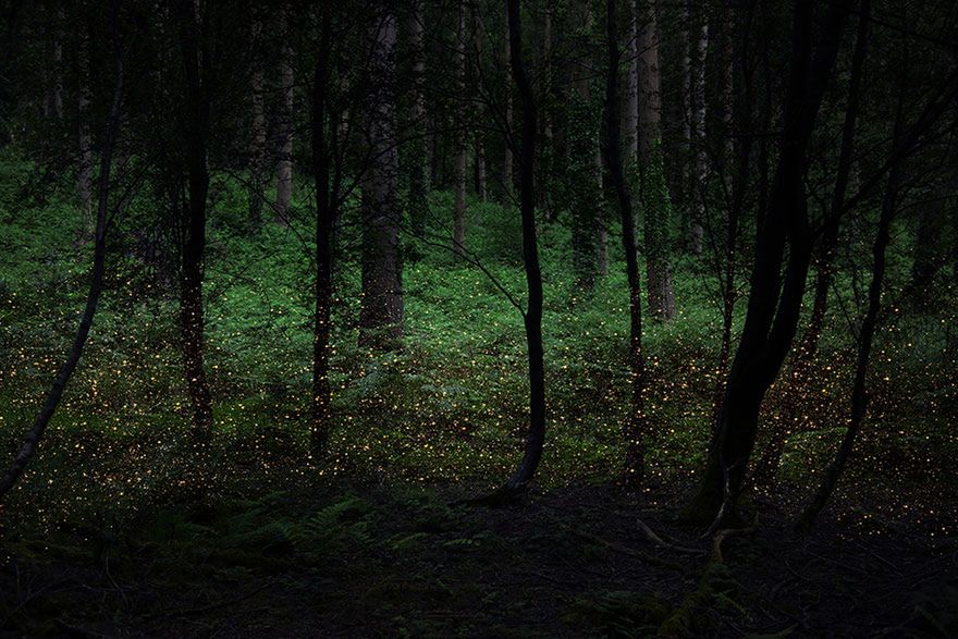 “Las to silny symbol występujące w folklorze, bajkach i nitach, miejsce czarów i magii, a także zagrożenia i tajemnicy. W najnowszej historii bardziej utożsamiany ze stanami psychicznymi związanymi z nieświadomością. W tym kontekście moje zdjęcia badają w jaki sposób tożsamość jest tworzona przez krajobraz w którym dorastamy i żyjemy.”